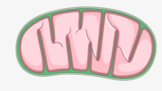 2942 X 1533 4