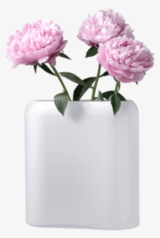 Living - Common Peony