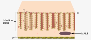 Enter Image Description Here - Illustration