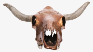 Steer Skull & Bone Root Stand - Horn