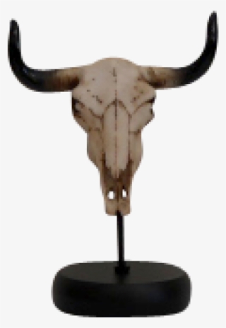 Small Steer Skull - Bull
