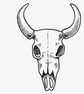 Skull - Bull