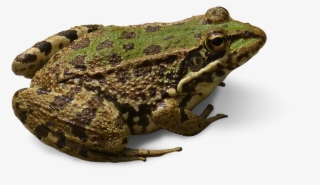 Peel N Stick Poster Of Cropped Image Transparent Background - Frog No Background