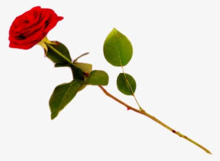 Red Rose Transparent Png Images [free Download] - Clip Art