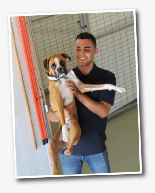 Funny Faces Dog Kennel Staff In Fresno - Boxer