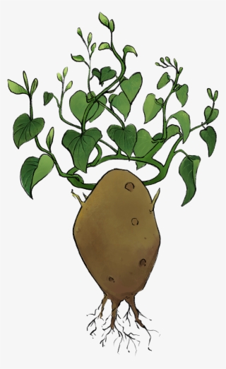 Illustration Of A Potato With A Leaf Crown - Tuber