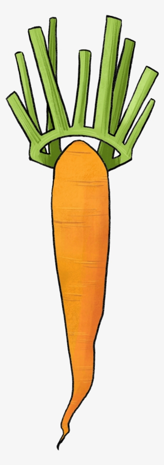 Illustration Of A Carrot With A Leaf Crown - Carrot