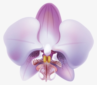 Download Orchid Png Images Background - Clip Art