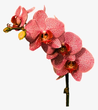 Png Images Orchid (id 34080) - Red Orchid Png
