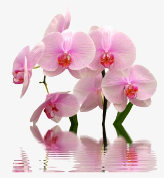 Orchids Png