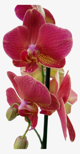 Orchids