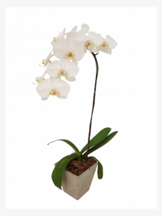 Single Potted White Orchid - Orchid Potted Transparent