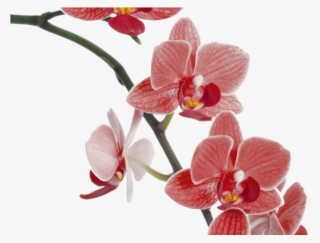 Orchid Clipart Red - Pink Orchid Png