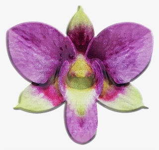The Singapore Mint - Orchids Of The Philippines