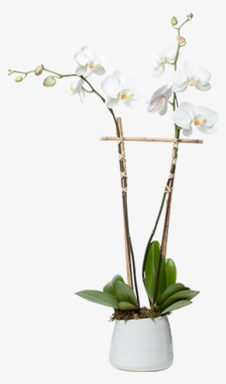 Single Orchid Planter - Moth Orchid