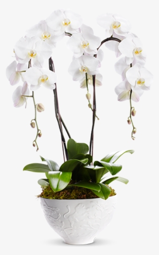 Bouquet8 Mammothorchids 760x570-1 V=1449019742 - Moth Orchid