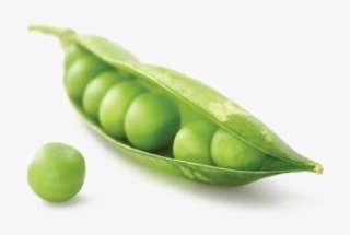 Pea Png Image - Pea