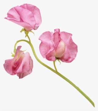 Фотки Rosas, Flores Acuarela, Oleos, Primavera, Formato - Sweet Pea Flower Png