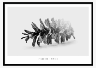 Sale Pinecone Poster - White Pine