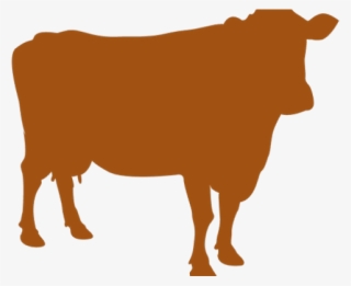 Cattle
