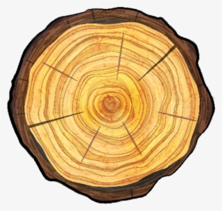 Tree Pruning - Ağaç Kabuğu Doku Çalışması