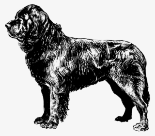 Free Vector Newfoundland - Newfoundland Dog Transparent Background