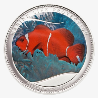 Maroon Clownfish, Cit Coin Invest Trust Ag / B - Clownfish