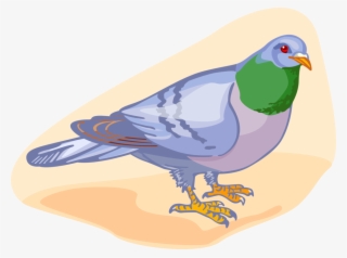 Vector Illustration Of Feathered Vertebrate Pigeon - Partridge