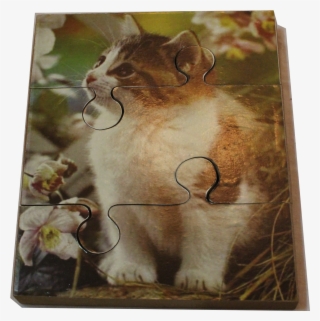Cat - Asian