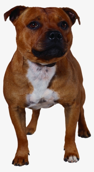 Cute Pitbull Silhouette