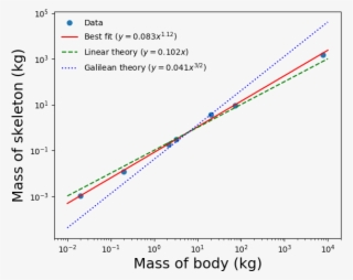 Plot Of Skeleton Masses As Animal Size Increases - Diagram