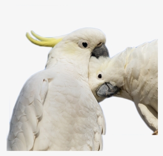 If - Sulphur-crested Cockatoo