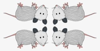 Rat