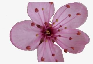 Sakura Blossom Clipart Plum Flower Pencil And In Color - Cherry Blossom Single Flower