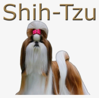 Shih-tzu - Shih Tzu