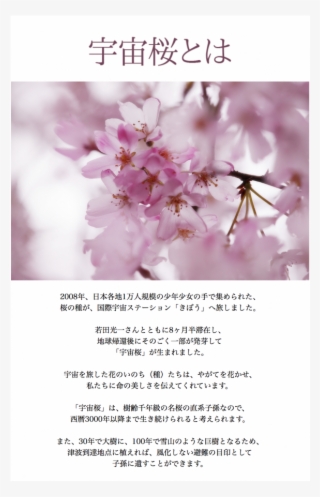 Three Grand Cherry Blossoms Of Japan きぼうの桜 Uchu Sakura - Cherry Tree