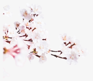 Image - Cherry Blossom