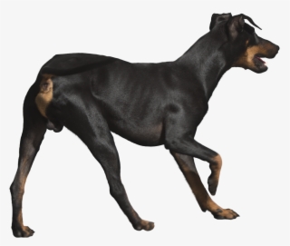 Rottweiler Png File - Dog