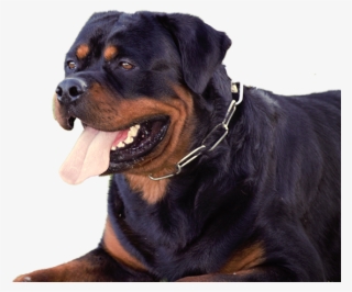 Www - Dkvrottweilers - Com - Dog Yawns