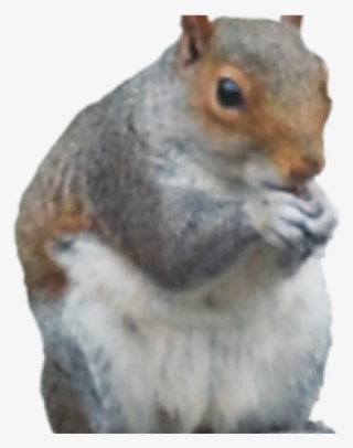 Gray Squirrel Clipart Transparent Background - Fox Squirrel