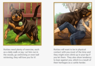 Rottweiler - Dog Rottweiler Royal