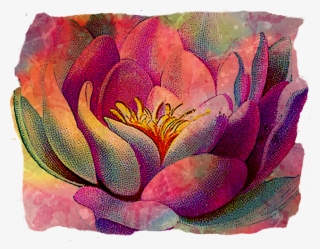 Textured Lotus - Sacred Lotus