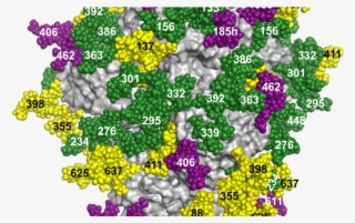 Hiv Glycan Shield