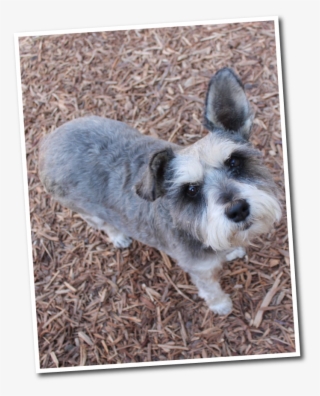 Funny Faces Dog Boarding In Fresno - Small Terrier