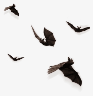 Bats Sticker - Halloween