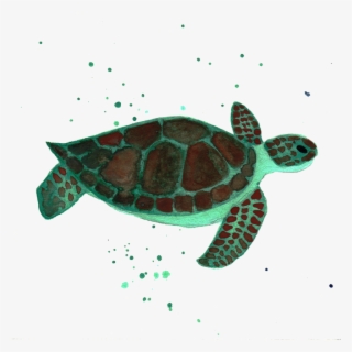 Turtle, Clip Art, Tortoise, Tortoise Turtle, Illustrations, - Kemp's Ridley Sea Turtle