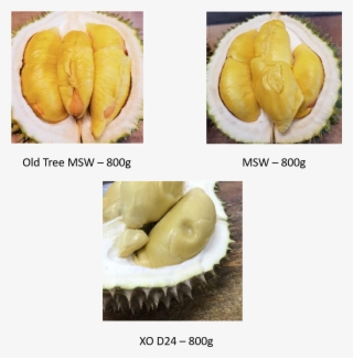 Premium Durian - Cempedak