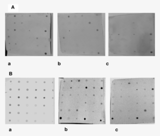 Dot Blot Hybridization For The Visual Detection Of - Floor