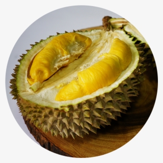 Musang King - Durian