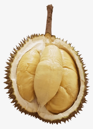 Reserve Your Durians - National Jr Beta